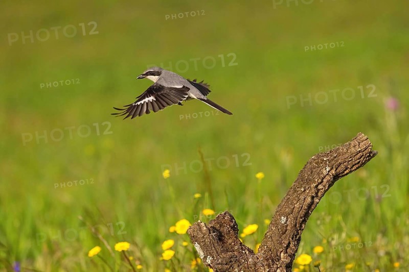 Great grey shrike (Lanius excubitor), Mediterranean Great Grey Shrike, Great Grey Shrike subspecies meridionalis, (Lanius excubitor meridionalis), (Lanius meridionalis), Iberian Great Grey Shrike, Southern Grey Shrike, Flight photo, Hides De Calera / Grey Shrike Hi, Calera Y Chozas, Castilla La Mancha / Toledo, Spain