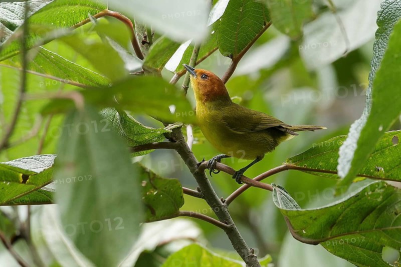 Rust-and-yellow Tanager (Thlypopsis ruficeps) male, Cusco, Peru