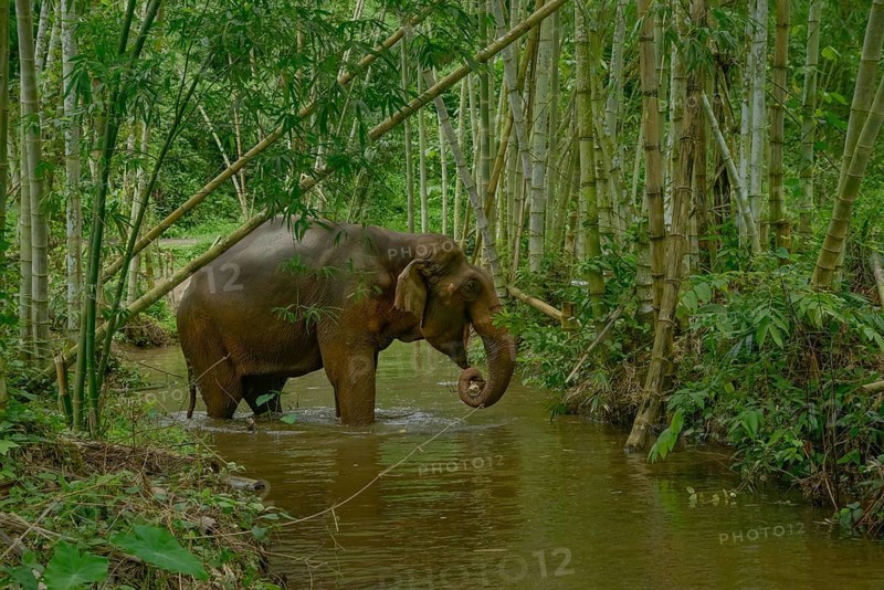 An Asian elephant wanders through a lush bamboo forest in Thailand. The serene scene captures the elegance and natural beauty of the majestic creature in its natural habitat