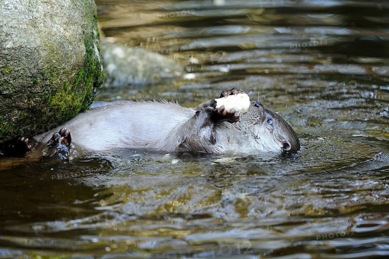 An otter lies calmly in the water and holds a porcini mushroom in its paws, otter (Lutra lutra), Bavarian Forest National Park