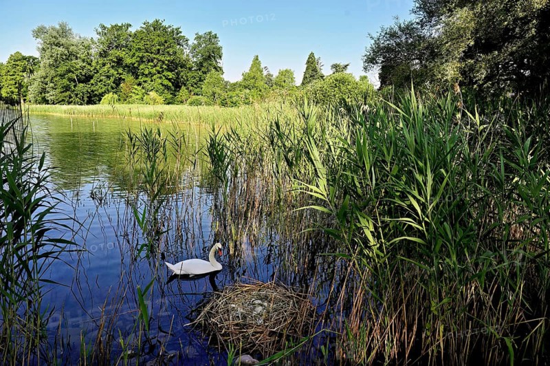 Mute swan (Cygnus olor), male swimming in front of nest with four eggs, Cham, Lake Zug, Canton Zug, Switzerland