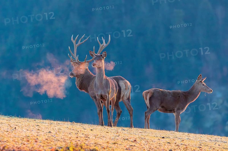 A red deer stag (Cervus elaphus) and two hinds stand in the first light of day on a meadow covered in hoar frost. Their breath condenses in the cold air, A forest can be seen in the background
