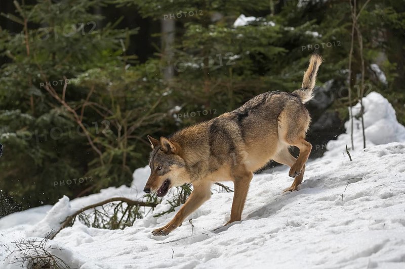One male eurasian gray wolf (Canis lupus lupus) walking thru deep snow in a forest