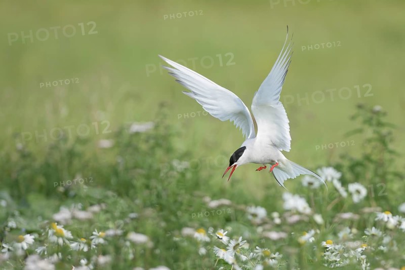 Arctic Tern (Sterna paradisaea) flying over a flowering meadow, Iceland