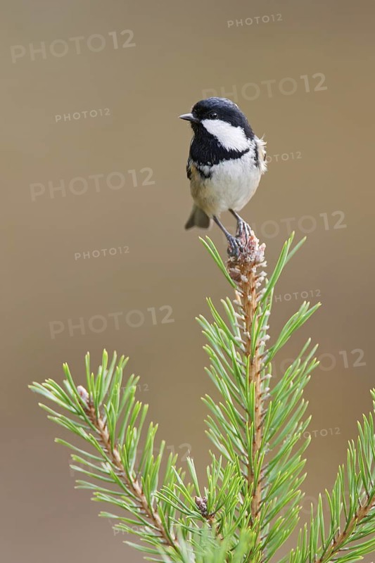 Coal Tit (Periparus ater), Mecklenburg-Western Pomerania, Germany