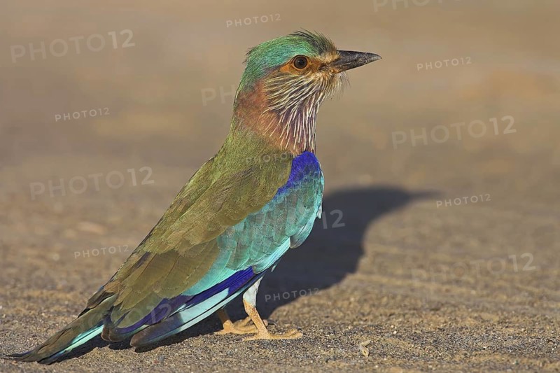 Indian Roller (Coracias benghalensis)