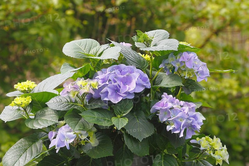 Hydrangea (Hydrangea macrophylla), flowering shrub with blue-violet and greenish inflorescences in various stages of maturity, North Rhine-Westphalia, Germany