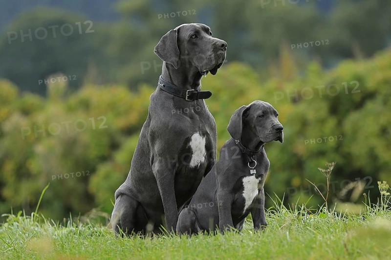 Great Dane, Saupacker, Great Dane
