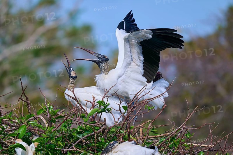 Wood Stork (Mycteria americana), with spread wings perches on a nest made of branches in a natural setting, Wakodahatchee Wetlands, Delray Beach, Florida, USA