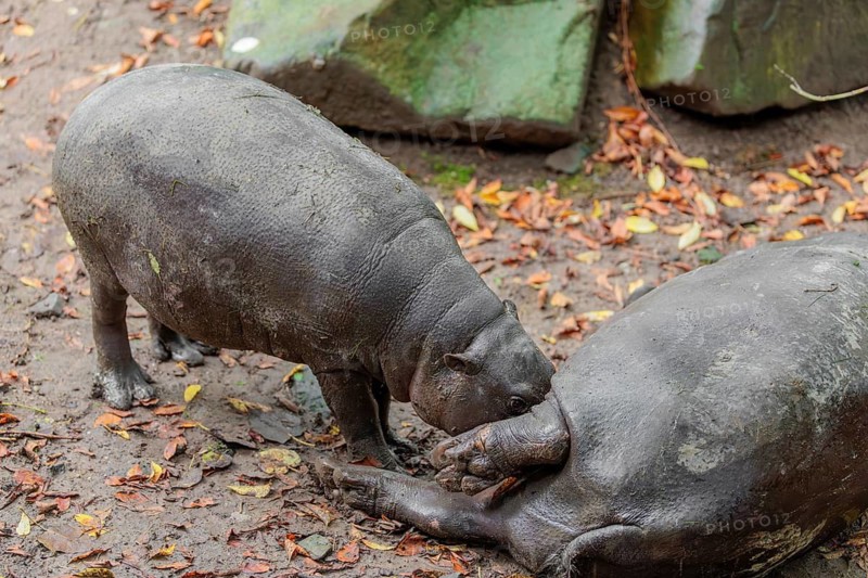 A female pygmy hippopotamus (Choeropsis liberiensis) nurses its calf. Liberia, West-Afrika