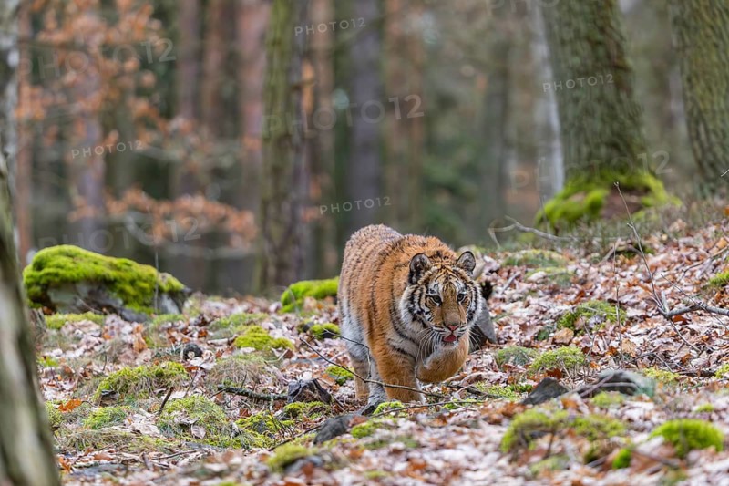 One young female Siberian Tiger, Panthera tigris altaica, walking between rocks in a forest