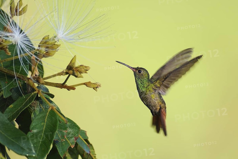 Rufous-tailed Hummingbird (Amazilia tzacatl), Guatemala
