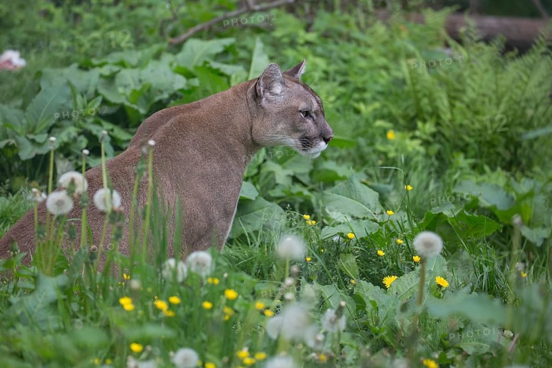 One male cougar, Puma concolor, resting in front of a log and yellow flowers in fresh green grass
