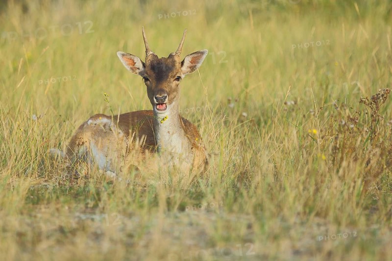 Lying young male fallow deer (Dama dama) feeding, young animal, feeding, Amsterdamse Waterleidingduinen, Amsterdam water conduit dunes, North Holland, Netherlands
