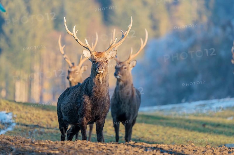 Three Japanese sika deer stags (Cervus nippon nippon) stand on a meadow in hilly terrain. A blue forest covered in hoarfrost can be seen in the background