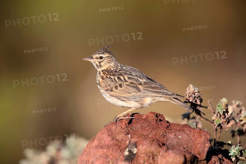 Thekla Lark (Galerida theklae huei) perched on a rock, Bale Mountains National Park, Ethiopia