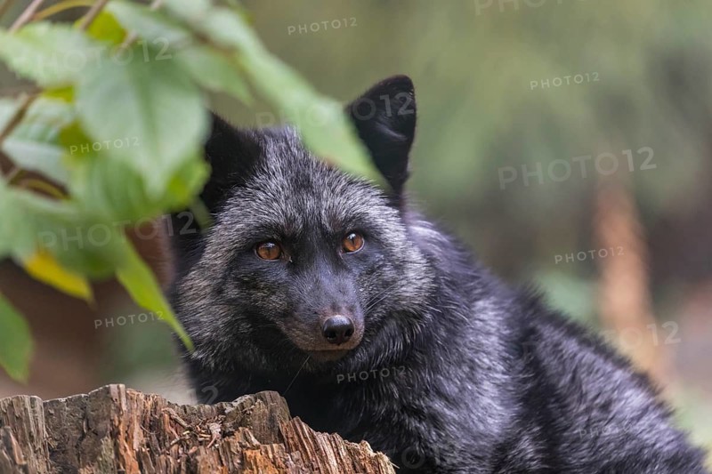 One silver fox (Vulpes vulpes) sitting behind a rotten tree stump and hidden behind some green leafes
