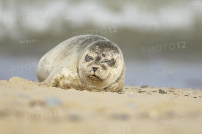Common seal (Phoca vitulina) adult animal sleeping on a seaside beach, Norfolk, England, United Kingdom