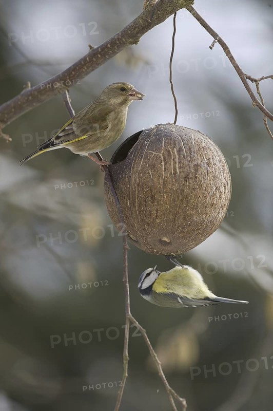 European Greenfinch & Eurasian Blue Tit (Chloris chloris & Cyanistes caeruleus), Saxony, Germany