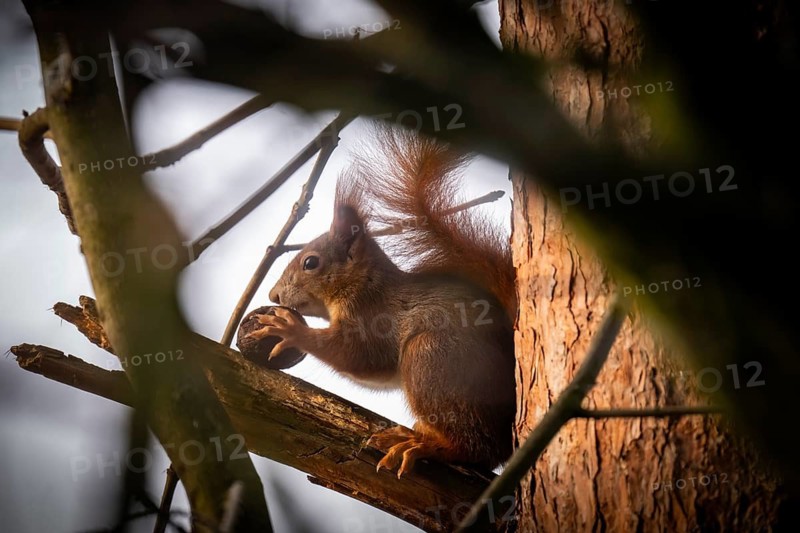 Squirrel (Sciurus vulgaris) sitting on a branch and holding a walnut in its paws, Baden-Württemberg