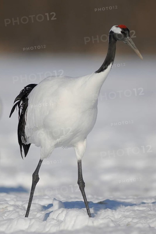 Red-crowned Crane (Grus japonensis), Hokkaido, Japan