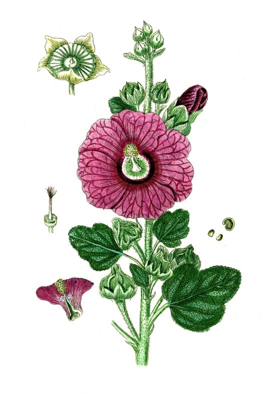 Alcea rosea, Common hollyhock, digital reproduction of a historical original, between 1790 and 1810