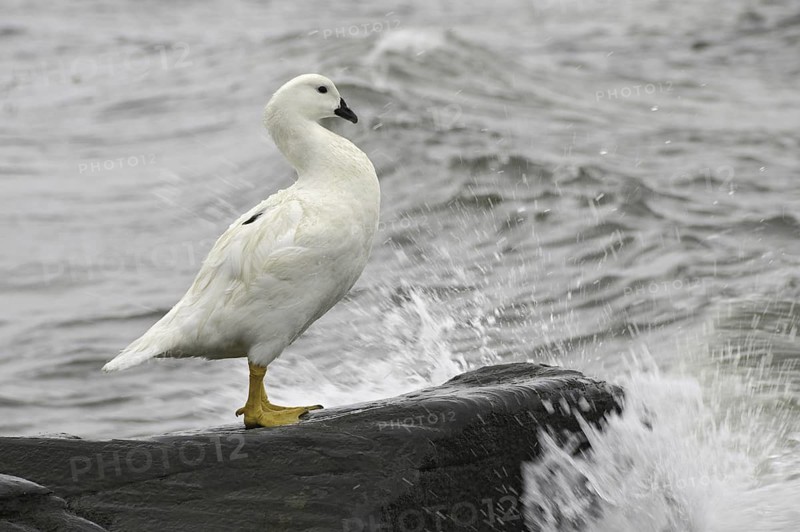 Kelp Goose (Chloephaga hybrida) male, Falkland Islands
