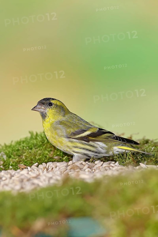 Siskin (Carduelis spinus), male sitting on moss, mossy ground, Wilnsdorf, North Rhine-Westphalia, Germany