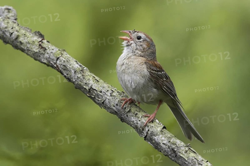 Field Sparrow (Spizella pusilla) singing, Ontario, Canada