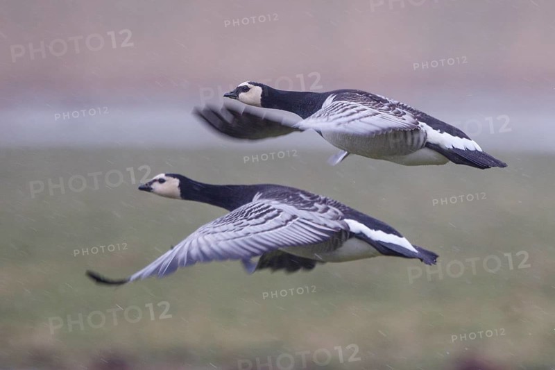 Barnacle Goose (Branta leucopsis) flying, Netherlands