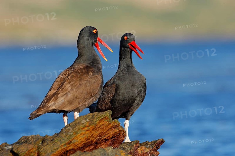 Teo Blakish oystercatcher, Haematopus ater, with oyster in the bill, black water bird with red bill. Bird feeding sea food, in the sea, Falkland Islands. Black bird with red bill. Wildlife scene