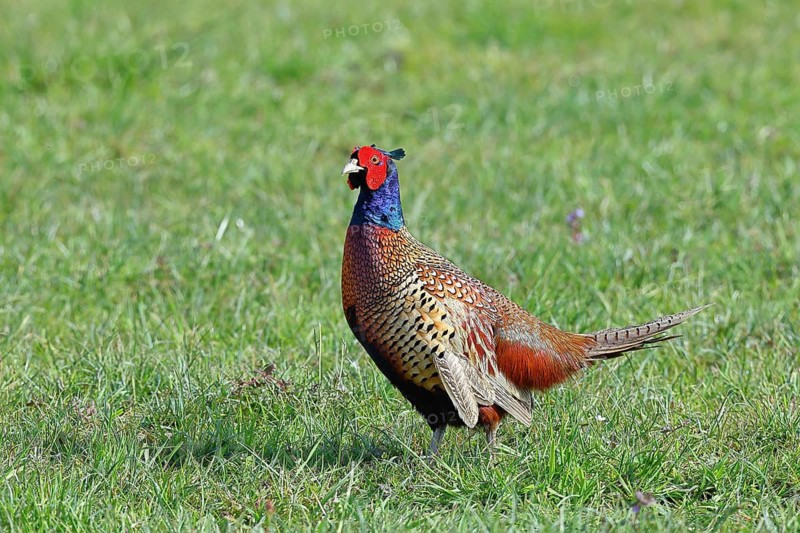 Pheasant, hunting pheasant (Phasianus colchicus), adult male bird in a meadow, wildlife, Lembruch, Ochsen Moor, Dümmer nature park Park, Lower Saxony, Germany