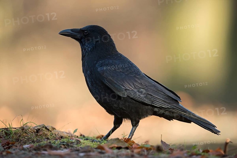 Carrion Crow (Corvus corone), North Rhine-Westphalia, Germany