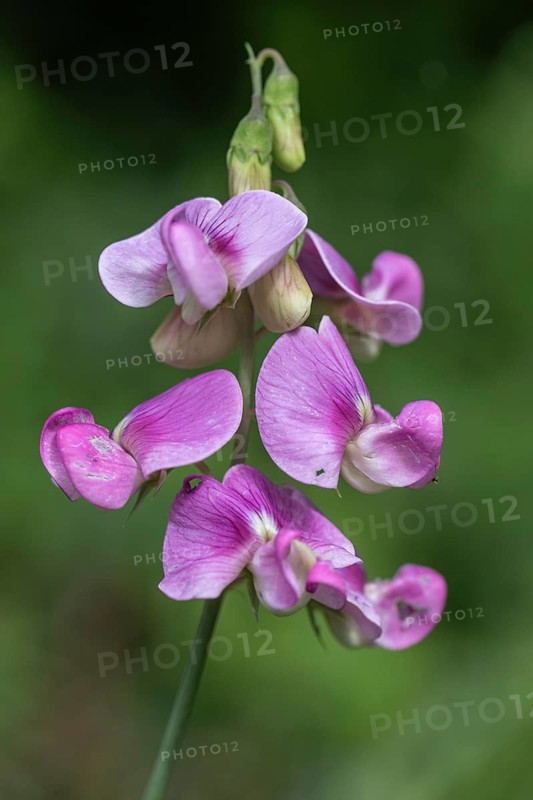 Broad-leaved flat pea (Lathyrus latifolius), Rhineland-Palatinate, Germany