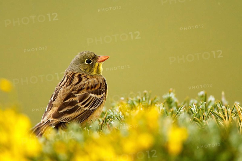 Ortolan Bunting (Emberiza hortulana) male, Avila, Spain