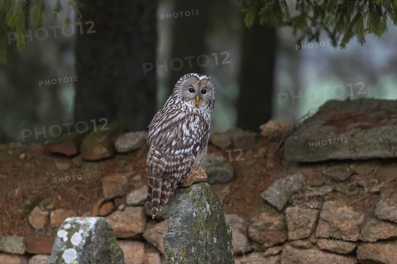 One Ural owl (Strix uralensis) sitting on a old jewish gravestone with a natural stone masonry and some trees in the background