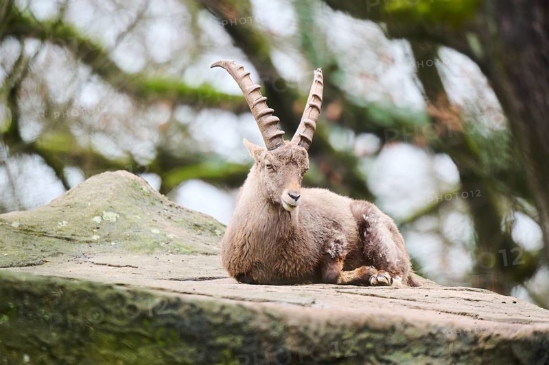 Alpine ibex (Capra ibex) male lying on a rock, Bavaria, Germany