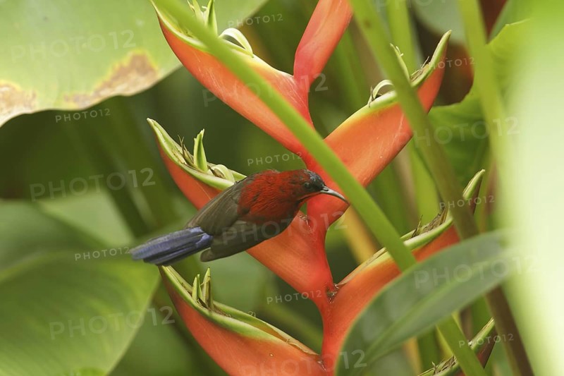 Crimson Sunbird (Aethopyga siparaja) male, Singapore