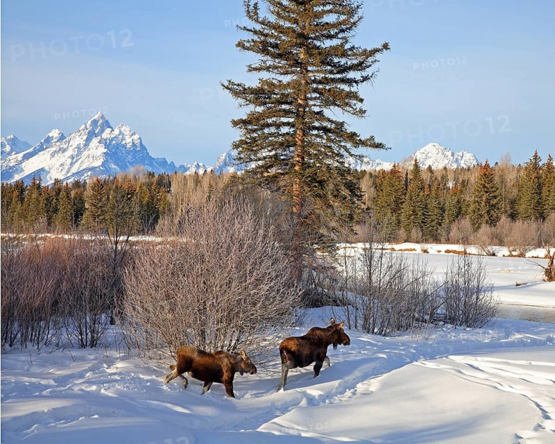 Two elk foraging for food, (Alces alces), winter landscape, Wyoming, United States