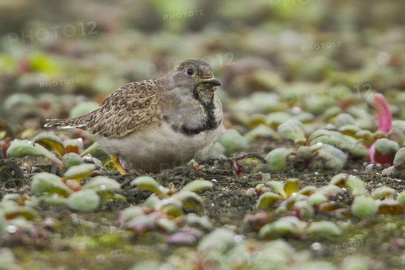 Least Seedsnipe (Thinocorus rumicivorus), Lomas de Lachay Reserve, Peru