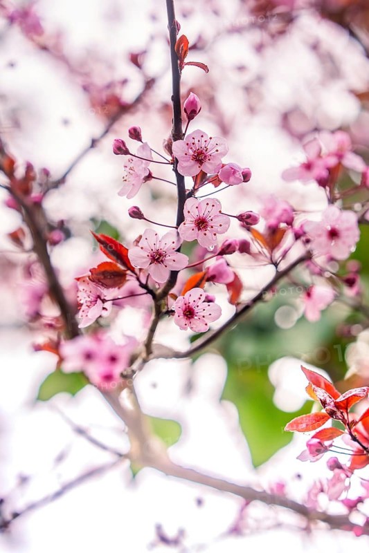 Delicate cherry blossoms in pink with a blurred background convey spring feelings, Nagold, Calw district, Germany