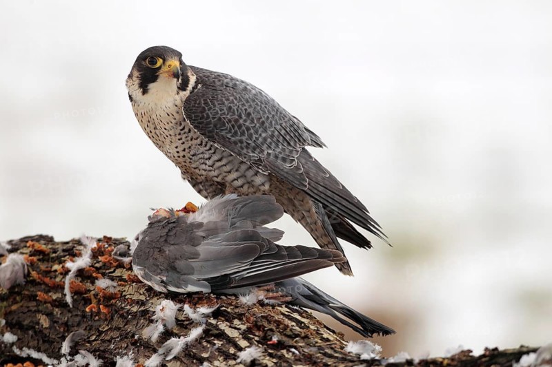 Peregrine Falcon (Falco peregrinus) male, Baden-Wuerttemberg, Germany