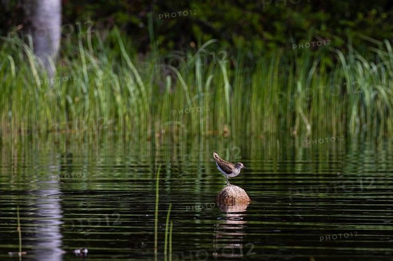Common sandpiper (Actitis hypoleucos) sitting on a stone in the water, Sanginjoki Nature Reserve, Northern Ostrobothnia, Finland