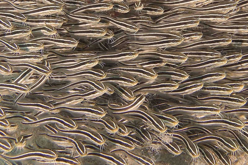Striped eel catfish (Plotosus lineatus)