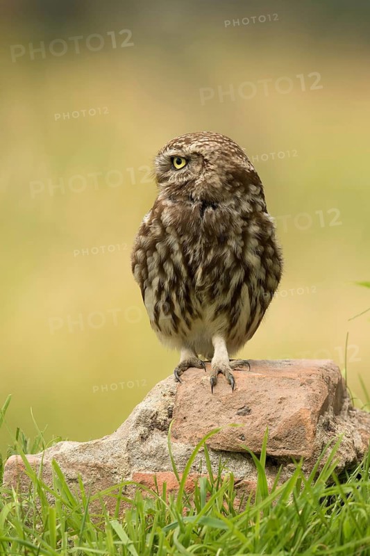 Steenuil zittend op oude steen, Little Owl sittin gon old stone