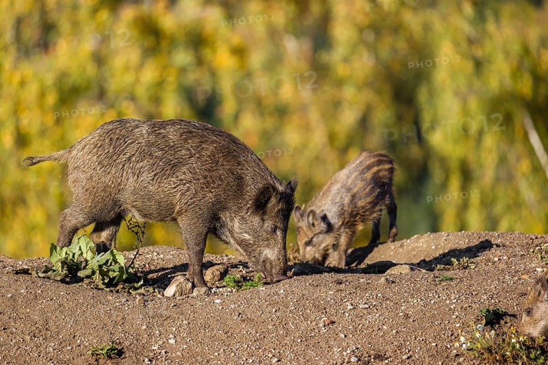 A young wild boar and a piglet (Sus scrofa), stand on a clearing on hilly terrain searching for food. In the background you can see a forest in the fall foliage