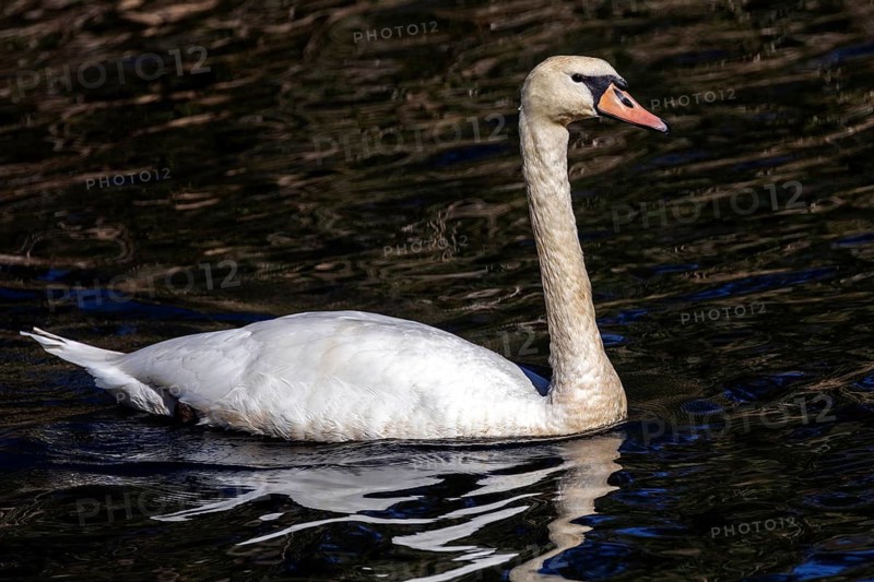 Swan (Cygnus) swimming in the water, Bolle di Magadino nature reserve in Magadino, Ticino, Switzerland