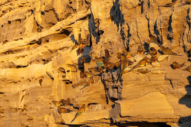 Rock parakeets (Cyanoliseus patagonus), colony on a sandstone cliff in the morning light, coast of Río Negro, Argentina