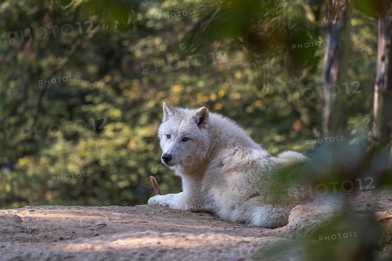 One Arctic wolf (Canis lupus arctos) lying on the forest floor. Green vegetation in the background
