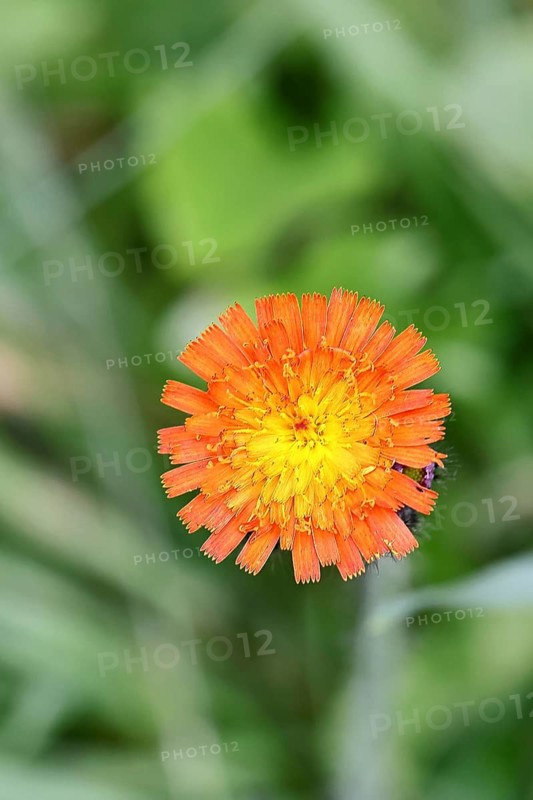 Orange hawkweed, orange-red hawkweed (Hieracium aurantiacum), flower on a rough meadow, close-up, Wilnsdorf, North Rhine-Westphalia, Germany